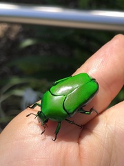 Ischiopsopha wallacei