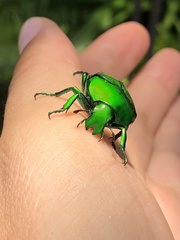 Ischiopsopha wallacei