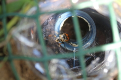 Nicrophorus vestigator