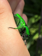 Ischiopsopha wallacei