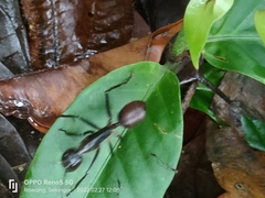 Dinomyrmex gigas gigas