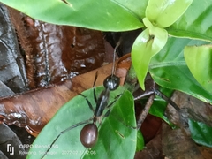 Dinomyrmex gigas gigas