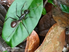 Dinomyrmex gigas gigas