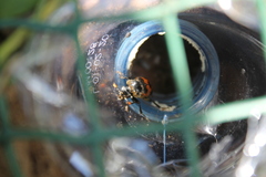 Nicrophorus vestigator