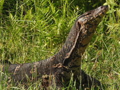 Varanus salvator salvator