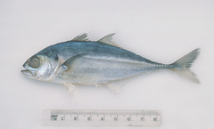 Megalaspis cordyla