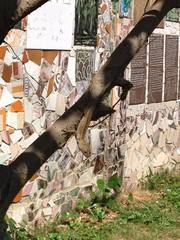 Anolis sagrei