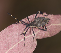 Gelonus tasmanicus