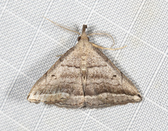 Lysimelia lenis