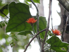 Gurania tricuspidata