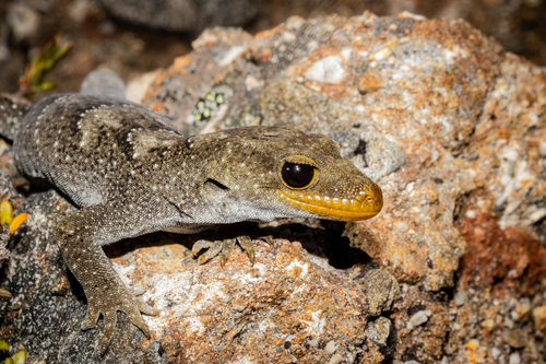 Black-eyed Gecko, Mokopirirakau kahutarae