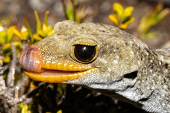 Mokopirirakau kahutarae