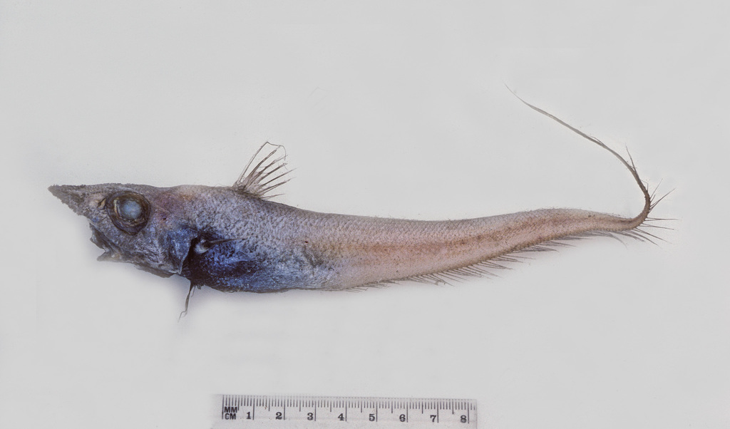 Mataeocephalus