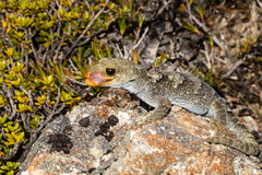 Mokopirirakau kahutarae