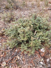 Grevillea dryophylla