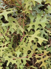 Grevillea dryophylla