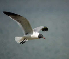 Leucophaeus atricilla