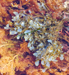 Dictyopteris undulata