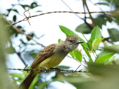 Myiarchus cephalotes