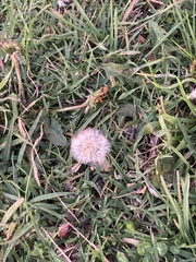 Taraxacum