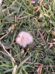 Taraxacum