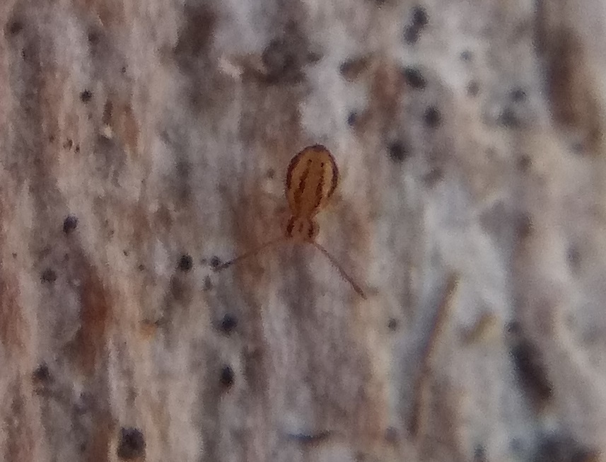 Ptenothrix curvilineata