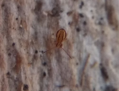 Ptenothrix curvilineata