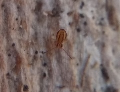 Ptenothrix curvilineata