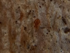 Ptenothrix curvilineata