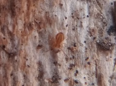 Ptenothrix curvilineata