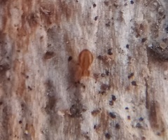 Ptenothrix curvilineata