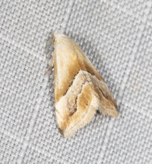 Eublemma roseana