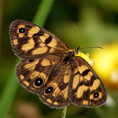 Heteronympha cordace