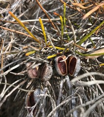 Hakea vittata