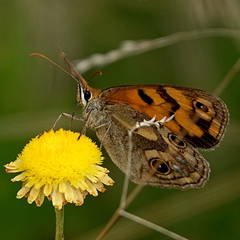 Heteronympha cordace
