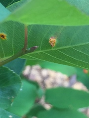 Gymnotelium blasdaleanum