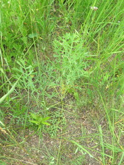 Saposhnikovia divaricata