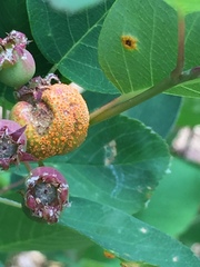 Gymnotelium blasdaleanum