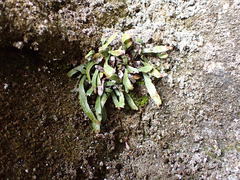 Notogrammitis patagonica