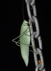 Caedicia scalaris