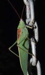 Caedicia scalaris