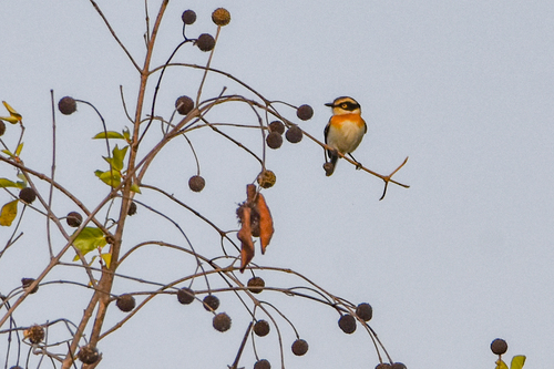 Senegal Batis (Batis senegalensis), photo 9