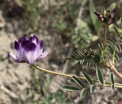 Astragalus rattanii jepsonianus