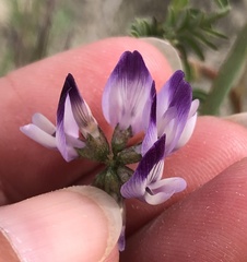 Astragalus rattanii jepsonianus