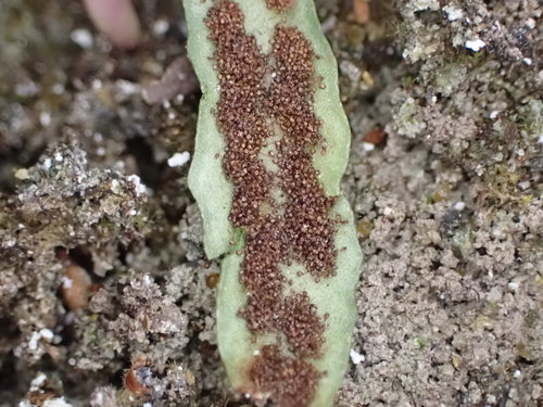 Image of Notogrammitis patagonica by (c) Leon Perrie, some rights reserved (CC BY)