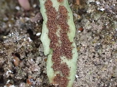 Notogrammitis patagonica