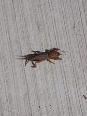 Neoscapteriscus vicinus