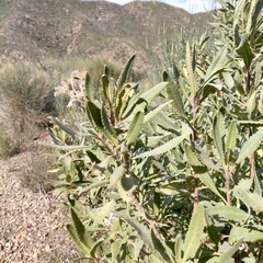 Eriodictyon crassifolium