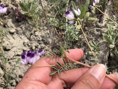 Astragalus rattanii jepsonianus