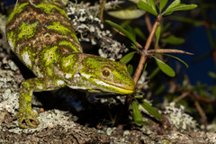 Naultinus stellatus